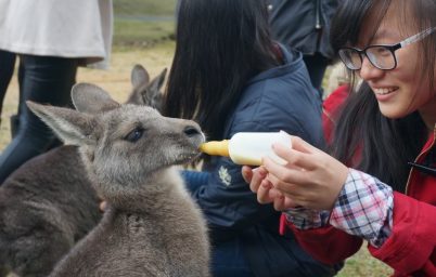 kangurular-mafya-mi