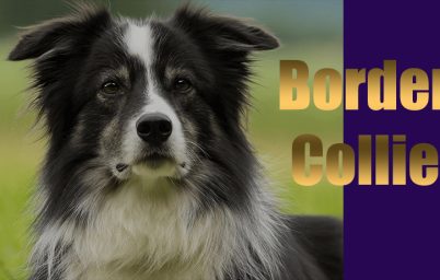 ustun-yetenekli-kopekler-border-collie