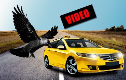 taksilerden-beslenen-karga-video