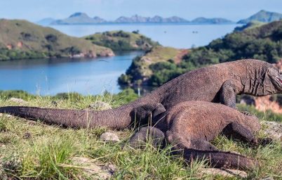 komodo-ejderhasi-bakteri-mi-zehir-mi