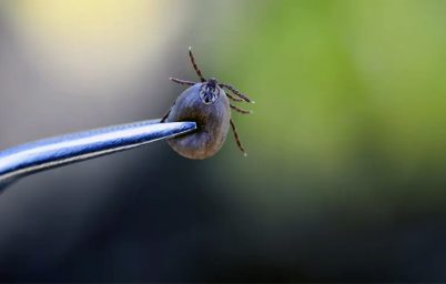 keneler-ve-hastaliklari-hakkinda-her-sey