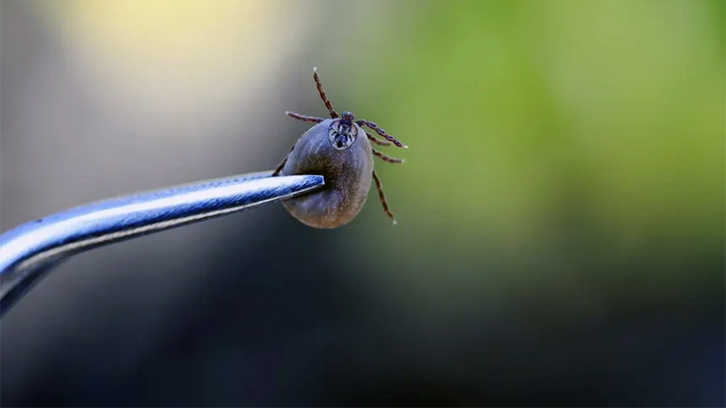 keneler-ve-hastaliklari-hakkinda-her-sey