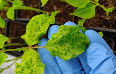 bitki-virusu-kanserle-mucadele-ediyor