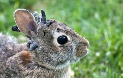 zombi-tavsanlarin-istilasi