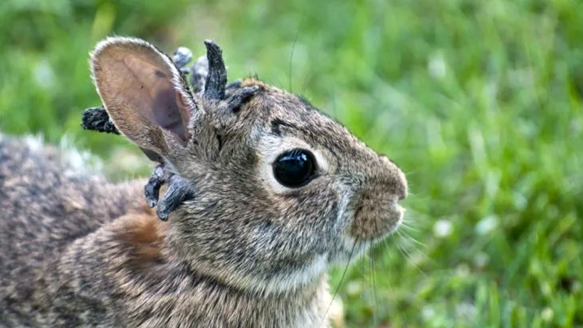 zombi-tavsanlarin-istilasi