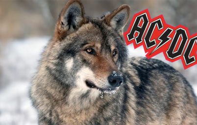 gri-kurtlara-rock-muzik-soleni