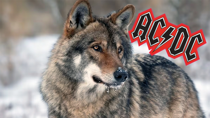 gri-kurtlara-rock-muzik-soleni