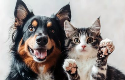 asi-karsitligi-veteriner-hekimlige-de-sicradi