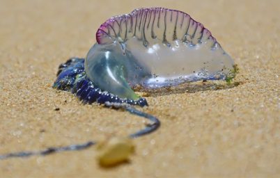 zehirli-canlilar-sahillere-vuruyor