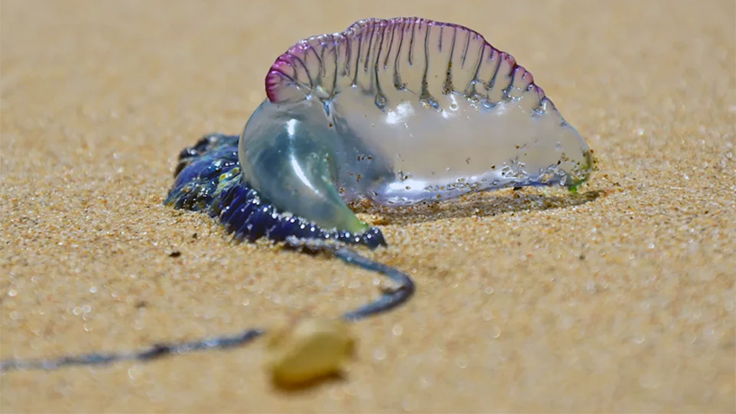 zehirli-canlilar-sahillere-vuruyor