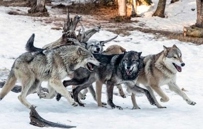 alaska-kurtlari-neden-zehirleniyor