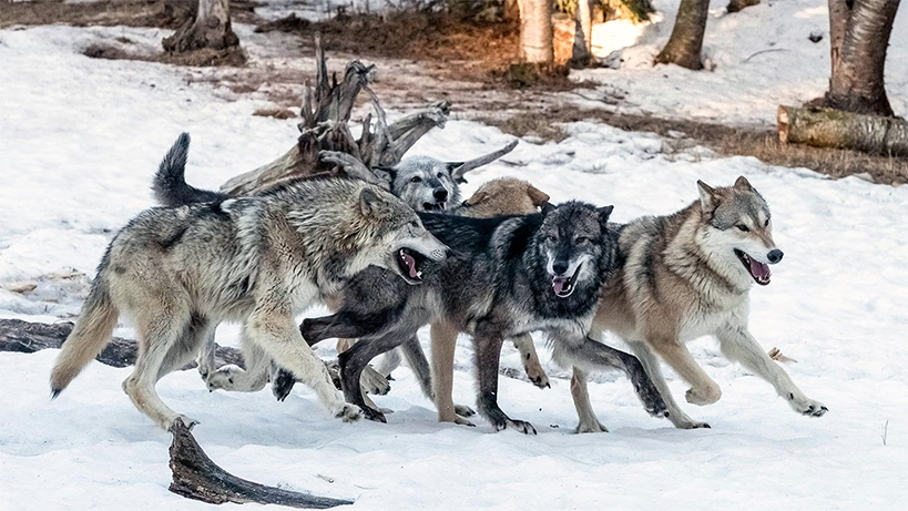 alaska-kurtlari-neden-zehirleniyor