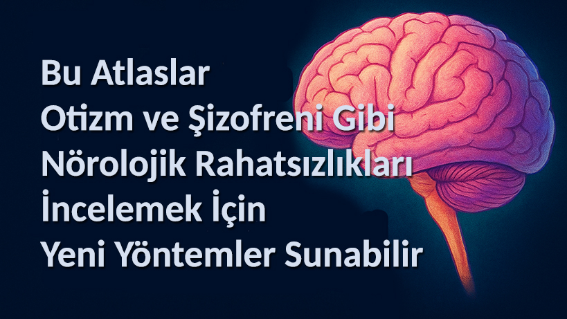 beyin-gelisiminin-ilk-atlasi-olusturuldu