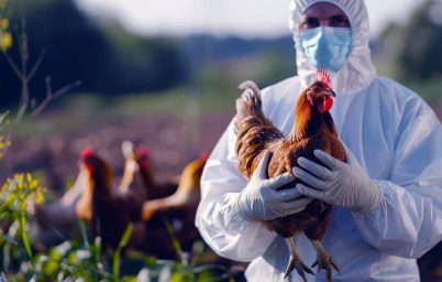 almanya-ve-avusturyada-kus-gribi