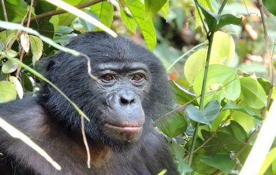 bariscil-zannedilen-disilerin-siddetli-saldirisi