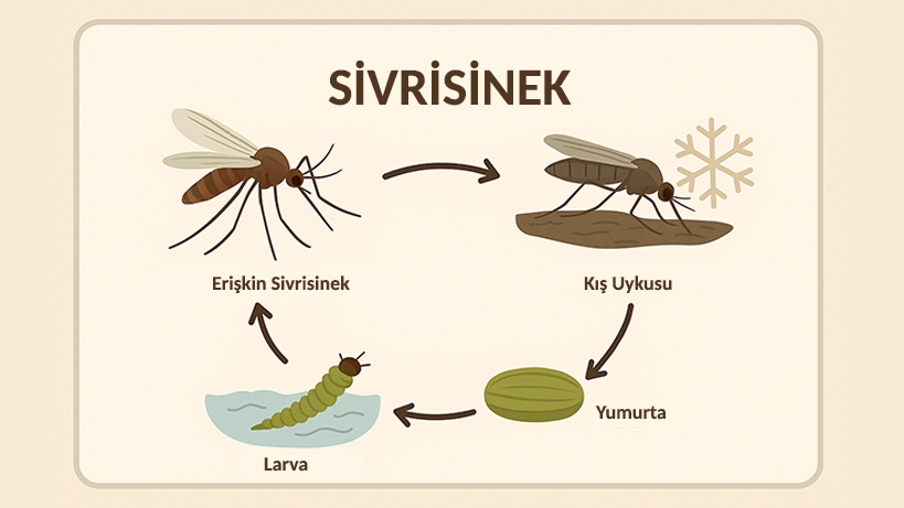 sivrisineklerden-ne-zaman-kurtulursunuz