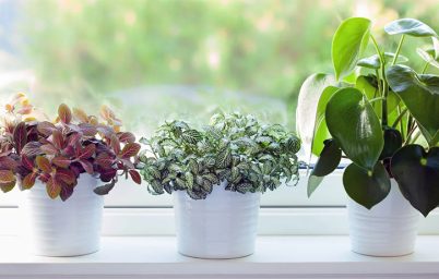 nasa-arastirdi-mekaninizin-havasi-ve-bitkiler