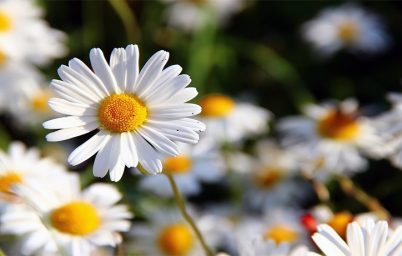 doganin-sakin-gucu-papatya