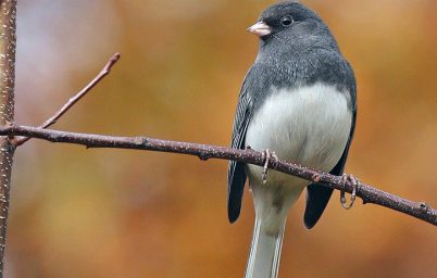 pandemide-gagalari-uzadi