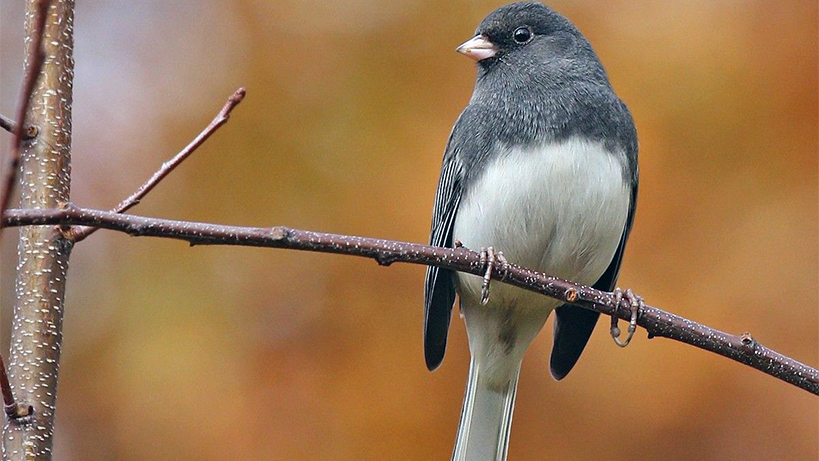 pandemide-gagalari-uzadi