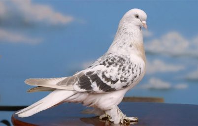 ucarken-neden-takla-atiyorlar