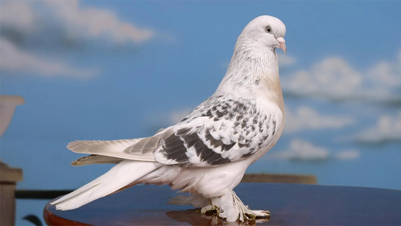 ucarken-neden-takla-atiyorlar