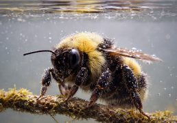 su-altinda-oksijen-alma-yetenegi