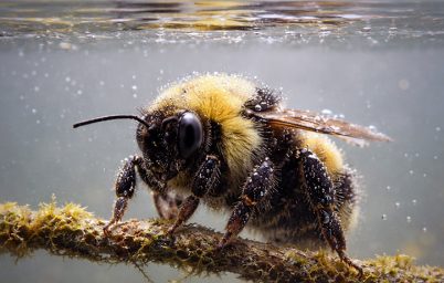 su-altinda-oksijen-alma-yetenegi