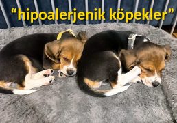 evcil-hayvan-dunyasini-degistirebilir